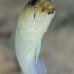 jawfish_yellowhead_bcf_nwp_v_0116_tci0151.jpg